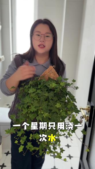 可以放在卫生间、厨房、玄关,有没有光都可以,一年四季常青常绿,又好看又能净化空气,超好养的常春藤#绿植 #常春藤 #好养的绿植 #净化空气