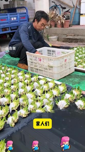 过年送礼必备年宵花 #花卉绿植 #室内盆栽 #水仙花 #水培 #种球 3