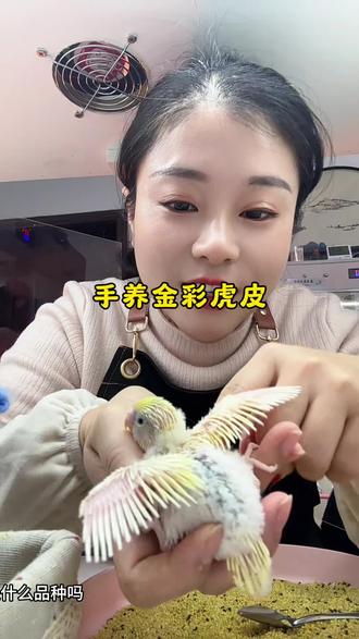 金彩虎皮很好看耶🦜而且体质好,干饭能力很强,也太可爱了#鹦鹉日常 #手养鹦鹉 #金彩虎皮鹦鹉 #鹦鹉 #家有萌宠