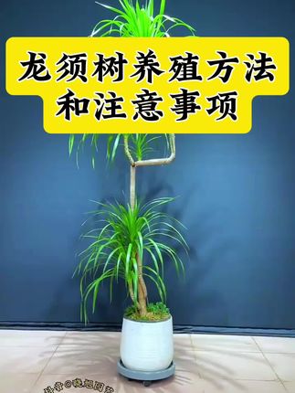 龙须树盆栽养殖方法和注意事项 盆栽龙须树叶尖发黄干枯怎么补救 龙须树盆栽养殖技巧和施肥要求 龙须树龙血树寓意着长命百岁 事业昌盛 吉祥如意#龙须树怎么养 #龙血树盆景 龙须树龙血树叶子发黄变黄焦尖干尖什么原因怎么办#龙血树养殖方法 #龙须树 龙血树施肥使用什么什么肥料#龙须树专用肥 龙须树专用肥料 龙血树专用肥料 龙须树盆栽家庭养殖技巧 夏季怎么养龙须树 龙须树盆栽种植养护手册 龙须树盆栽怎么扦插修剪 龙须树怎么防治病虫害 盆栽龙须树怎么安全过冬,
