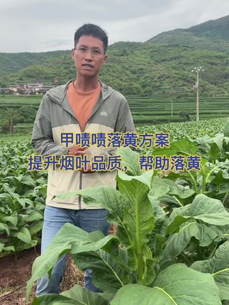 甲啧啧提升品质帮助烤烟落黄…#甲啧啧