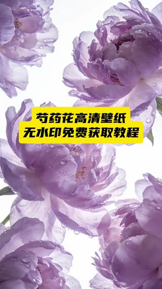 芍药花壁纸 #剪映 #芍药花 芍药花壁纸招财 芍药花壁纸高清全屏 芍药花背景图 芍药花屏保图片 芍药花手机壁纸 芍药花壁纸高清大图 芍药壁纸招财寓意 芍药花壁纸4k全屏 芍药图片壁纸 芍药花壁纸推荐 芍药壁纸高清