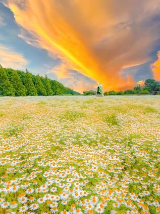 #1967年的羊 #1979年的羊 #1991年的羊