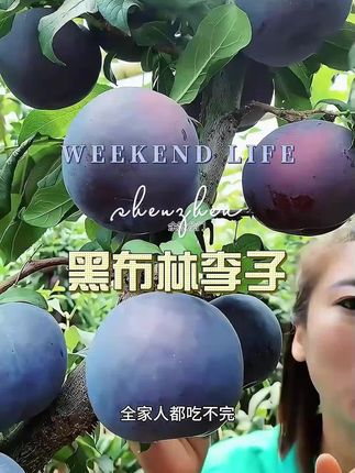 黑布林李子 #酸甜多汁#黑布林李子#新鲜水果#现摘现发