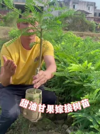甜油甘果嫁接树苗来了,它种植起来简单又易管理,产量还十分惊人,当年种下,次年就能挂果。这油甘果用途广泛,鲜食能感受原汁原味的清甜,制饮清爽可口,泡酒别具风味,既具食用价值,又有观赏价值,看着满树果实,心情都格外愉悦。 现在种上几株,很快就能轻松实现“油甘自由”,收获甜蜜与健康。别犹豫啦,赶紧开启这场甜蜜的种植之旅吧!#果苗供应#甜油甘果树苗 #嫁接苗#优质种苗#基地直发