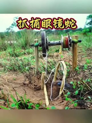 三哥捕捉眼镜蛇! #纪录片