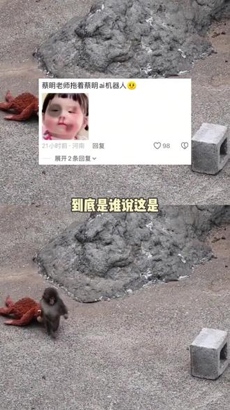 真的又可怜又好笑 #panchi #动物园 #可爱 #猴子