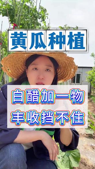 黄瓜种植 白醋加一物,黄瓜丰收挡不住!#黄瓜种植#黄瓜种植经验分享
