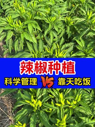 辣椒长里美 #辣椒种植 #分享农业植保技术知识传播正能量 #关注我每天分享农业植保知识