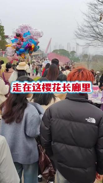 南昌艾溪湖湿地公园旁,樱花长廊游人争相打卡,春意正浓!#民间实拍 #记录家乡美景 #享受大自然 #景点打卡 #旅行