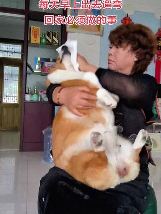 每天早上起床遛完回家后,必须做的事,为什么评论区里都喷我😓😓#萌宠出道计划 #柯基#狗是人类最忠诚的#铲屎官