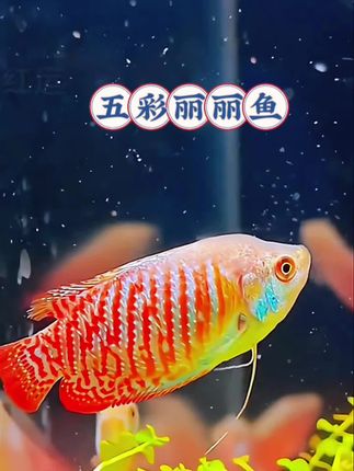 招财丽丽鱼也太会讨喜了!金红交织的身子胖乎乎,游起来摇摇摆摆像小元宝~养一缸,看它晃悠都觉得日子有盼头,心情也跟着亮起来! #创作者中心 #创作灵感 #观赏鱼 #水族 #养鱼日记