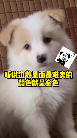 名血后代的金边是不是很难卖 看看你家的金边长什么样#金色边牧 #边牧 #边牧幼犬