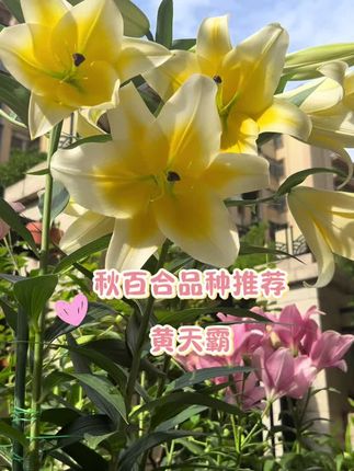 黄天霸和木门是两个不同的品种,你更喜欢哪一个?成年人不做选择,我全都要😛😛#百合花