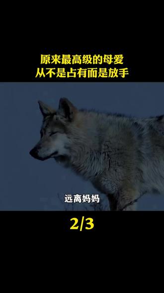 原来最高级的母爱从不是占有,李微漪与格林的故事告诉我们,体面退出也是一种守护!#李微漪 #格林 #万物皆有灵性请善待每一个生命 #重返狼群 #保护动物人人有责