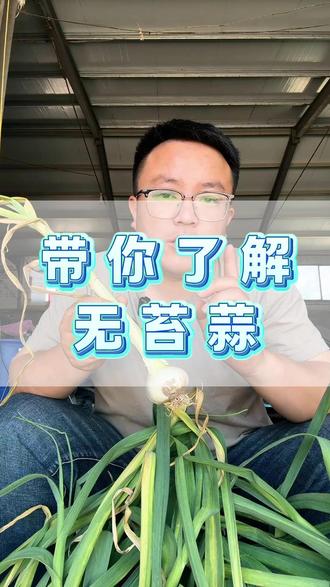 无苔蒜到底有几种?怎么选择? 无苔蒜的种类有好几种,大家看完视频了解每个品种的优缺点再继续选择。不要被不出#蒜薹一点给唬住了。#无苔蒜种 #蒜薹 #大蒜种植 #幸稞五号 #三农