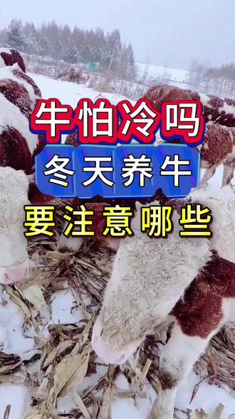 #养牛#牛羊养殖#新手养牛#养牛人