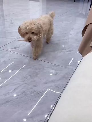 为了一口 小肉干我们容易嘛😂 #不养狗不知道养狗的乐趣 #狗狗的心思都写在脸上了 #狗子成精了