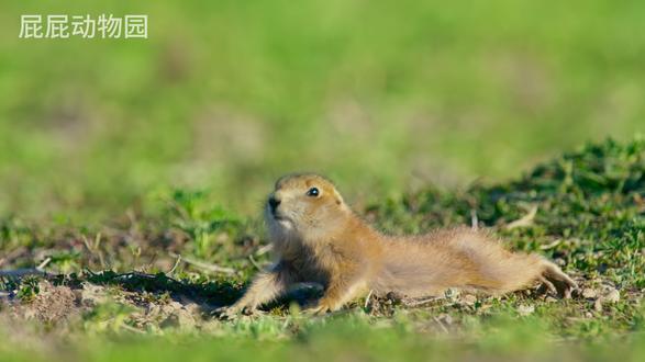像土拨鼠却又不是,草原犬鼠#抖音精选 #抖音硬核版 #动物世界 #科普 #纪录片