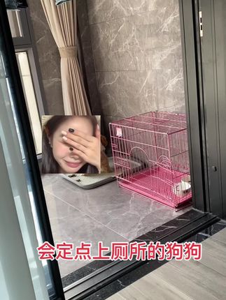 也就养狗的人才懂这条视频的含金量吧,狗狗会定点厕所确实解决了主人的大麻烦,不需要每天定时定点出去遛狗,赶紧买回去试试看#萌宠日常记录 #这个世界不能没有小狗 #谁家还没个傻狗 #定点大小便 #上热门🔥 @抖音小助手