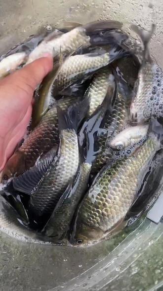 #钓点王 视频左下角或抖音搜“钓点王小程序”输口令 557917 查钓点