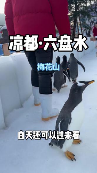 快艾特遛娃搭子一起玩咯#六盘水#企鹅#梅花山#放假去哪玩