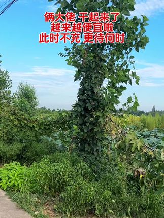#自然 #乡村田野 #美景 #乡村 #生态环境
