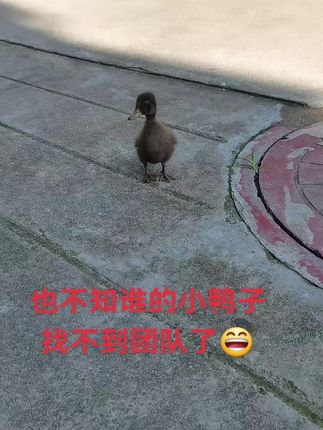 小鸭子迷路了