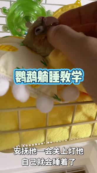 想人鹦鹉躺睡就用这个方法很快就能学会#鹦鹉躺手教程 #鹦鹉躺睡 #鹦鹉睡觉姿势 #鹦鹉睡床 #鹦鹉床