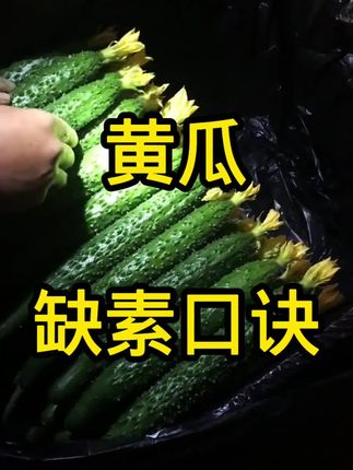 黄瓜缺素口诀!#黄瓜种植 #三农