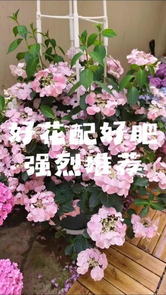 东北花园,耐寒的大花绣球落跑新娘,好花配好肥,植物嗷嗷长。
#我的养花日常 #好肥料 #落跑新娘 #养花人 #耐寒花卉