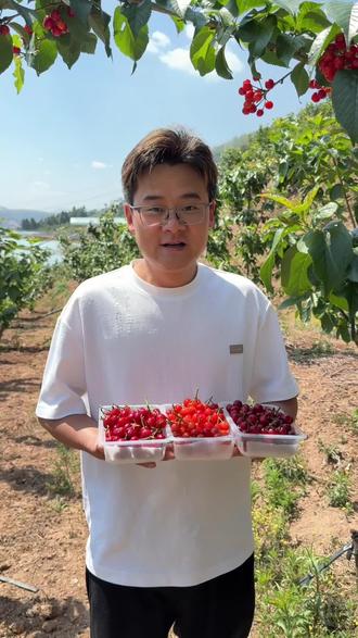 谁又能拒绝三款不同味道的三种小樱桃呢?#小樱桃 #米易小樱桃 #樱桃季节 #中华小樱桃 #国产樱桃