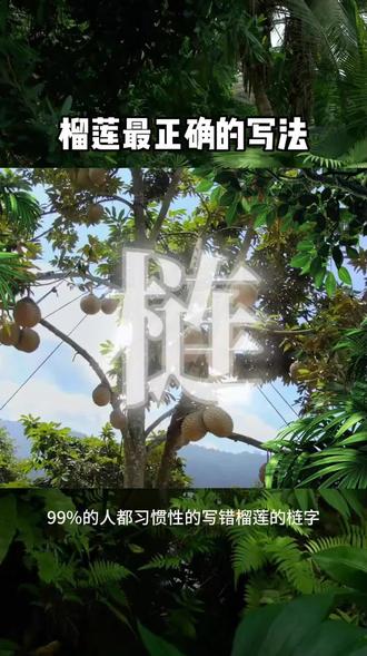 99%的人都习惯性的写错榴莲的“梿”字。其实不管是权威的《辞海》,还是专业的《植物学大辞典》,以及《现代汉语词典》《中国植物志》等著作里,榴梿最正确的写法就是木字旁的 “梿”,这就是为了提醒我们榴梿是一种树。在拥有很多热带雨林的马来西亚,榴梿树野生的能长到四五十米高,它分布在马来西亚各大雨林中,而它们的位置都被当地人熟记于心。马来西亚和别的东南亚国家采摘榴梿的方式都不同,他们是收集自然掉落的树熟榴梿,咱们中国人一提到榴梿就觉得它臭,但是只要你在果园里闻一闻新鲜榴梿看法就大不一样了,它不仅不臭还像香水一样清香迷人,越闻越让人陶醉!#榴莲 #马来西亚 #抖音美食推荐官 #报恩榴莲 #榴莲肉