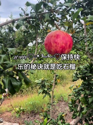 #农村种菜 #自己种的蔬菜 #自己种的纯天然 #石榴#新鲜采摘