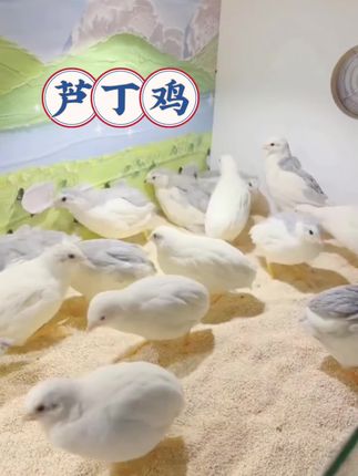 【会下迷你蛋的掌心萌宠,谁能不爱?】,巴掌大的芦丁鸡来啦!比拳头还小的体型,羽毛像撒了星光,踱步时自带“小碎步”萌感,叫声软乎乎像在撒娇~,每天捡1-2颗拇指大的彩虹蛋,蛋白细腻到惊艳,给娃当早餐超有爱!不用大空间,阳台、书桌就能养,自带“社交牛逼症”,几只凑一起追跑打闹,治愈所有坏心情~,新手也能轻松拿捏,喂食换水超简单,半夜不吵人,还会跟你互动要零食!现在入手送全套饲养礼包,让这团会动的小绒球,承包你一整天的治愈时刻~#萌宠好物 #芦丁鸡 #芦丁鸡蛋 #芦丁鸡饲养技巧