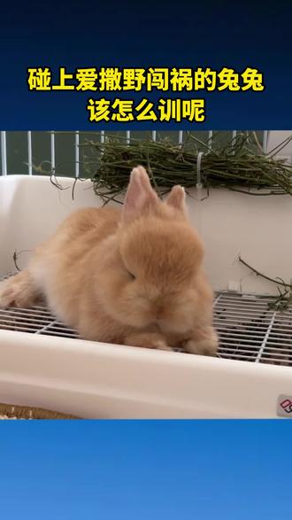 一出笼就跟疯了一样,到处乱拉乱尿画地图,还把桌椅板凳全啃一遍的,碰上这种爱撒野闯祸的兔兔该不该打?#兔子 #养兔子 #训兔子方法