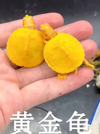 养黄金龟,把“招财活宠”搬回家! 不用遛、不吵人,黄金龟简直是懒人宠物天花板!背甲泛着温润的金黄光泽,像背着小元宝,自带“招财纳福”好寓意,摆在桌面、阳台都超显格调,拍照发圈秒获赞。 它超省心,杂食好养活,喂点龟粮、蔬菜就能健康长大,冬天还会自然冬眠,不用费心调节温度。寿命长达数十年,养熟了会追着你要吃的,用小脑袋蹭手撒娇,治愈又解压。 不管是新手想尝试养宠,还是想添个安静的“家庭成员”,小体型、高颜值的黄金龟都超合适,小投入就能收获长久陪伴,谁能拒绝这只“黄金小可爱”!#观赏龟 #宠物龟 #养龟 #家有宠物