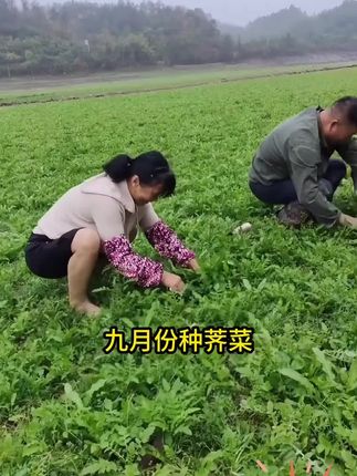 家里有空地的都可以种这个#荠菜#种子#在家种菜
