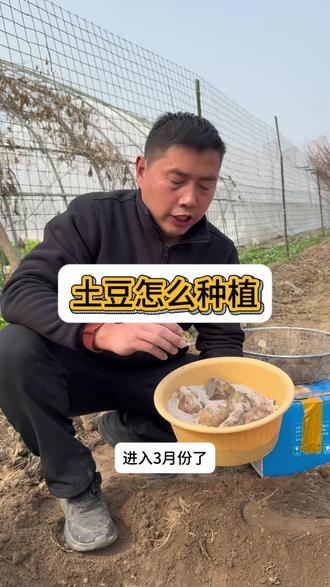土豆怎么种植#种植#三农#种植小技巧