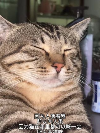 猫咪原来是这个意思呀 #狸花猫 #萌宠出道计划 #猫咪 #我镜头下的小猫 #狸花猫的日常