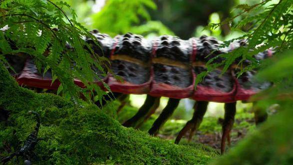 远古时期的超级霸主,节胸蜈蚣,唯一的缺点就是...路痴~ #动物搞笑 #动物世界 #一代人有一代人的动物世界 #蜈蚣