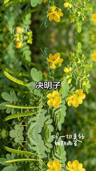 🌿 决明子手抄报·完整内容模板
(直接抄写,搭配简笔画/插画更出彩,分板块排版更清晰)
决明子——清肝明目的草本珍宝
一、🌱 植物小档案(基础介绍)
决明子是豆科植物决明或小决明的干燥成熟种子,别名“草决明”“马蹄决明”。
- 植株形态:一年生草本,高约1-2米;茎直立,叶片为羽状复叶,小叶呈卵形;夏季开黄色小花,结荚果(细长像豆角),种子藏于荚果中。
- 生长环境:喜温暖湿润、阳光充足的环境,耐贫瘠,在我国华东、华南、四川等地广泛种植。
二、💎 种子小特点(外观描述)
决明子的种子呈菱方形或短圆柱形,个头小巧,长度约3-4毫米。
- 颜色:表面呈绿棕色或暗棕色,自带光泽,质感坚硬。
- 辨识度:一端有淡色的点状疤痕,侧面有一条明显的浅沟,是它的标志性特征,晒干后可直接储存使用。
三、✨ 核心功效(重点板块)
作为常见的药食同源食材,决明子功效显著,核心作用有3点:
1. 清肝明目:针对用眼过度导致的眼睛干涩、疲劳、视物模糊,或是上火引起的目赤肿痛,都有很好的缓解作用。
2. 润肠通便:质地温润,能温和促进肠道蠕动,适合肠燥便秘的人群,帮助排出体内毒素。
3. 辅助调理:现代研究表明,它还能辅助降低血脂、血压,抗氧化,适合日常养生搭配。
四、🍵 日常小用法(简单易懂)
1. 代茶饮(最常用):取5-10克炒决明子,用沸水冲泡,焖泡10分钟即可饮用,可反复加水。
2. 搭配喝法:
- 护眼组合:决明子+菊花+枸杞(适合学生党、上班族);
- 养生组合:决明子+荷叶+山楂(辅助调理肠胃、清爽解腻)。
3. 注意:脾胃虚寒、容易腹泻的人要少喝哦!
五、📜 趣味小知识(拓展加分)
- 名字由来:“决明”寓意“明目”,因它能改善视力、缓解眼疾,故而得名。
- 药用历史:早在《神农本草经》中就有记载,被列为“上品”药材,流传千年,是传统草本养生的代表之一。
六、💡 温馨提示
决明子虽好,却不能过量食用,也不适合所有人。日常泡水喝,每天1-2次即可,坚持适度原则,才能更好地发挥它的养生作用。