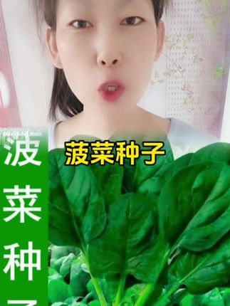大叶菠菜种子散装春秋冬季耐寒耐热四季播盆栽红根菠菜籽蔬菜种孑#菠菜 #菠菜种子 #大叶菠菜种子 #蔬菜种子 #种菜