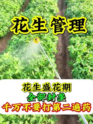 #花生种植#花生果#花生产量#花生增产#种花生