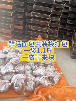#面包虫 鲜活面包虫装袋打包一袋1.1斤一袋十来块需要点击链接购买 #鲜活面包虫