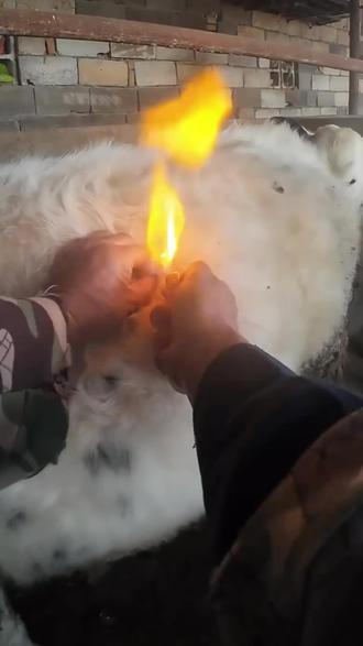 牛肚子为什么会喷火🔥#牛 #牛胀气 #牛羊养殖 #养殖技术