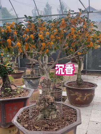 爆花时期的沉香 #沉香桂#园艺生活