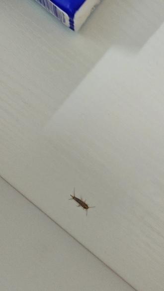 为什么家里会有衣鱼虫 衣鱼虫是什么?如何辨别家里是不是有衣鱼虫窝?这种体长1–2cm,身体扁平有细长触角和尾须就是衣鱼虫!
通过新买的家私家具、快递包装进入室内。可以300天不吃东西,怕光,昼伏夜出。常藏在衣柜书架、踢脚线、床垫墙缝里。如果是白色的虫子说明衣鱼虫刚出现,银灰色的是已经成年的衣鱼虫,深褐色或黑色就要注意了!
#家里为什么有衣鱼虫 #怎么找衣鱼虫窝 #黑色衣鱼虫 #衣鱼虫怎么彻底消灭 #衣鱼虫专用杀虫剂