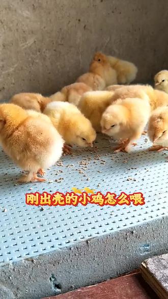 刚出壳的小鸡,这样喂提高成活率
#家禽养殖 #养鸡#农村散养土鸡