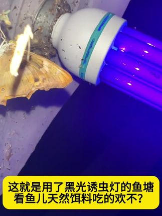 黑光诱虫灯,给鱼儿提供天然饵料!#黑光灯#诱虫灯